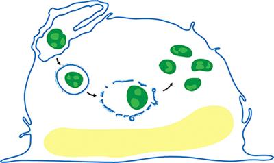 The Francisella Type VI Secretion System